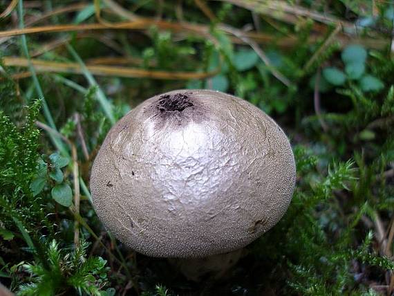 prášnica bradavičnatá Lycoperdon perlatum Pers.