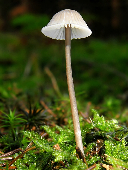 prilbička Mycena sp.