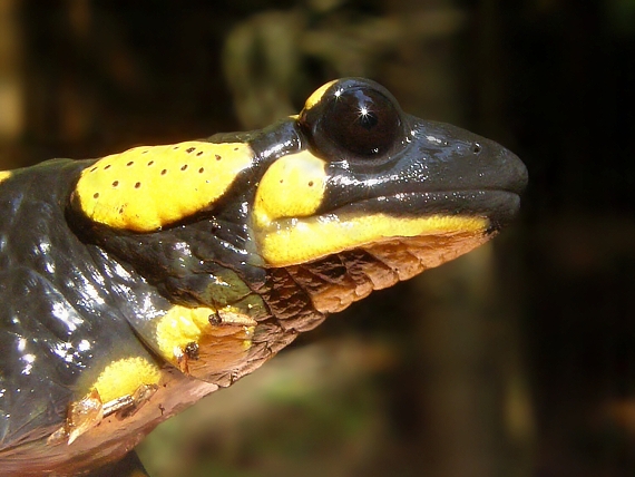 salamandra škvrnitá Salamandra salamandra