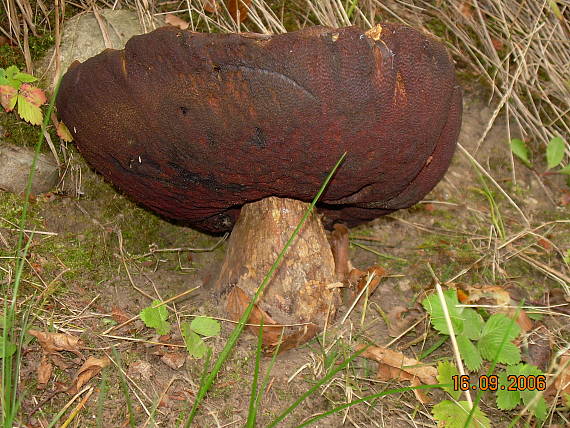 hríb zrnitohlúbikový Sutorius luridiformis (Rostk.) G. Wu & Zhu L. Yang