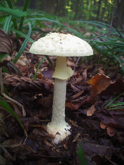 muchotrávka citrónovožltá Amanita citrina Pers.