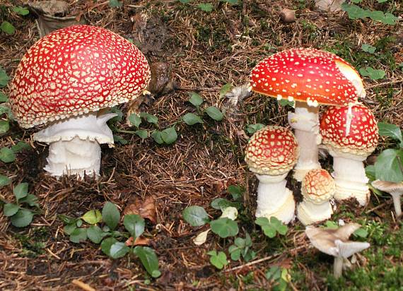 muchotrávka červená Amanita muscaria (L.) Lam.