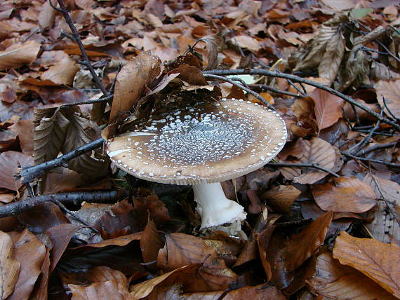 muchotrávka tigrovaná Amanita pantherina (DC.) Krombh.