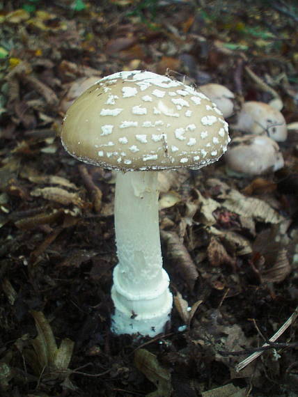 muchotrávka tigrovaná Amanita pantherina (DC.) Krombh.