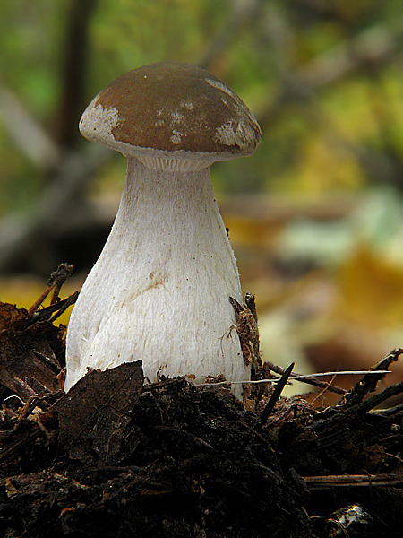 strmuľka kyjakovitá Ampulloclitocybe clavipes (Pers.) Redhead, Lutzoni, Moncalvo & Vilgalys