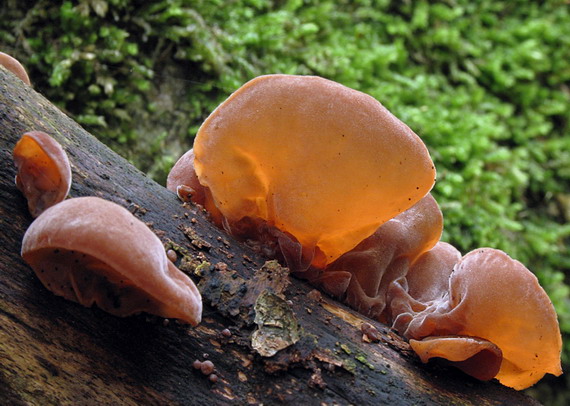 uchovec bazový Auricularia auricula-judae (Bull.) Quél.