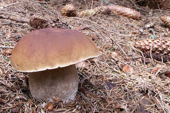 hríb smrekový Boletus edulis Bull.