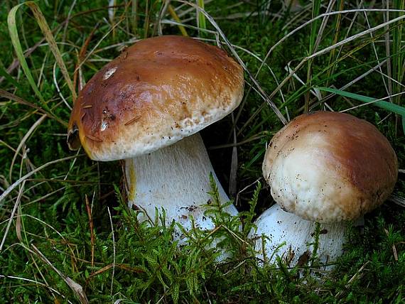 hríb smrekový Boletus edulis Bull.