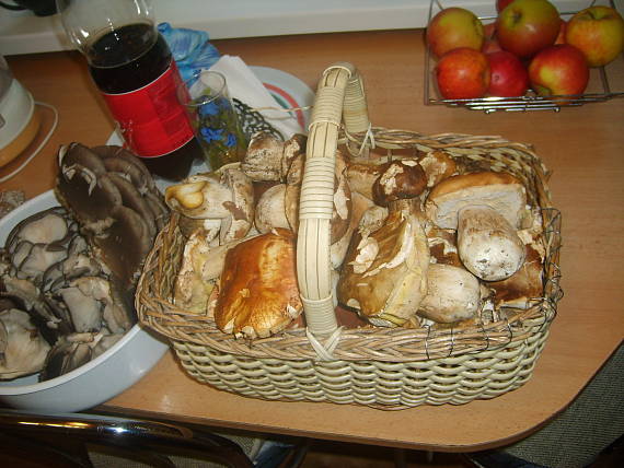 dnešný úlovok Boletus sp.