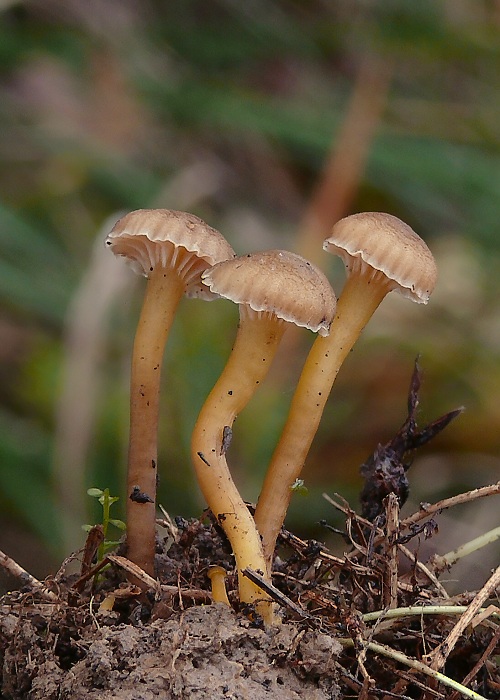 oblúkovka Camarophyllopsis micacea