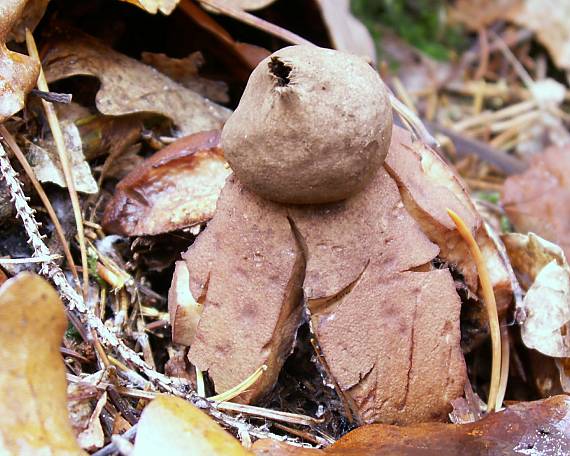 hviezdovka červenkastá Geastrum rufescens Pers.