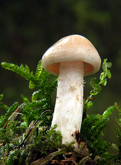 šťavnačka Hygrophorus sp.