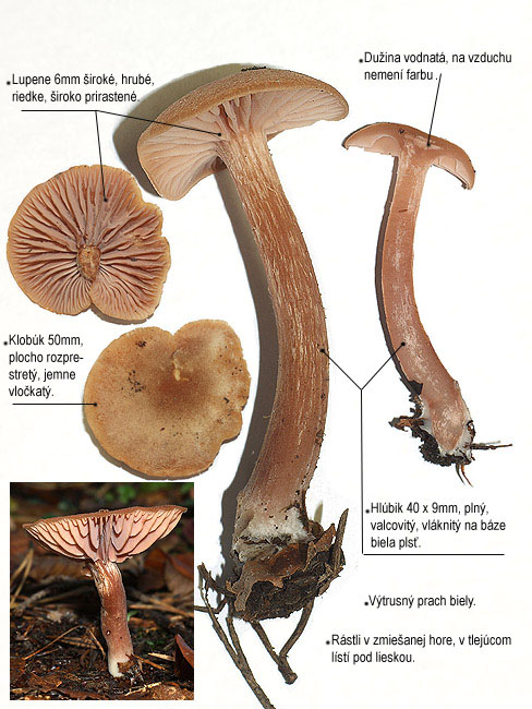 lakovka obyčajná Laccaria laccata (Scop.) Cooke