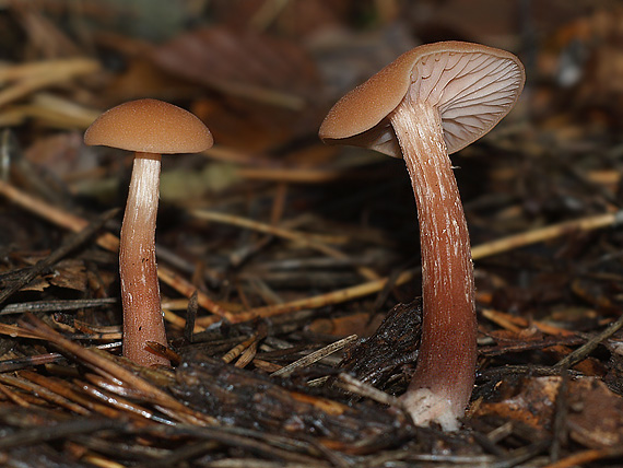 lakovka obyčajná Laccaria laccata (Scop.) Cooke