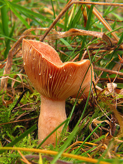 rýdzik pravý Lactarius deliciosus (L.) Gray