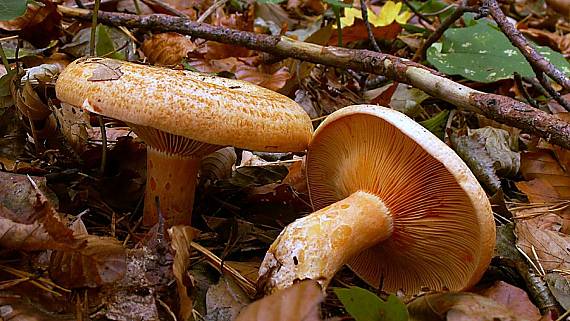 rýdzik pravý Lactarius deliciosus (L.) Gray