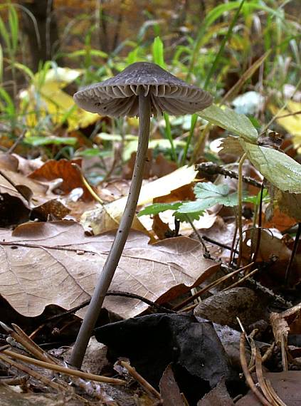 prilbička ryhovana Mycena polygramma (Bull.) Gray