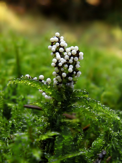 slizovka Myxomycetes