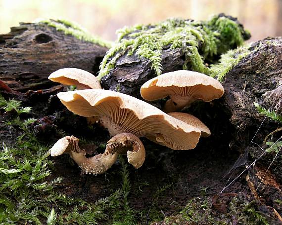 pňovka obyčajná Panellus stipticus (Bull.) P. Karst.