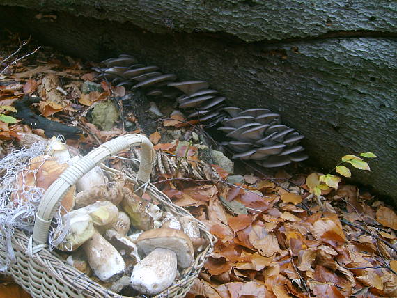 hliva ustricovitá Pleurotus ostreatus (Jacq.) P. Kumm.