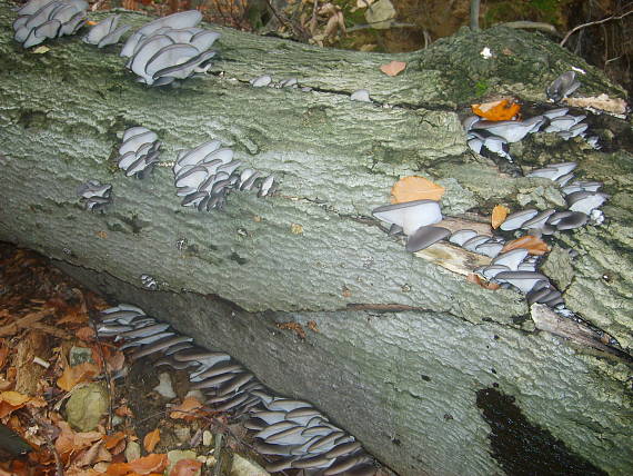 hliva ustricovitá Pleurotus ostreatus (Jacq.) P. Kumm.