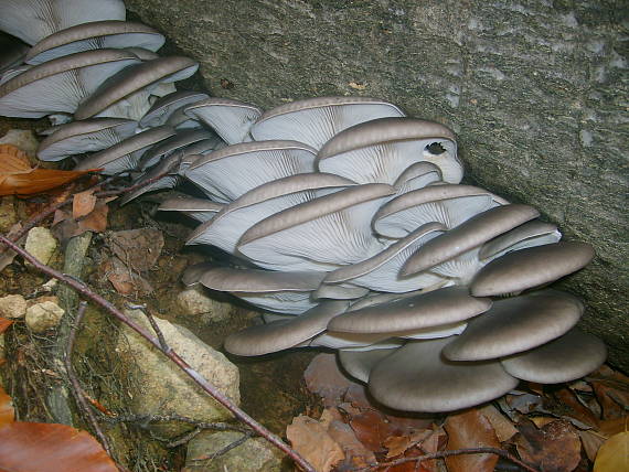 hliva ustricovitá Pleurotus ostreatus (Jacq.) P. Kumm.