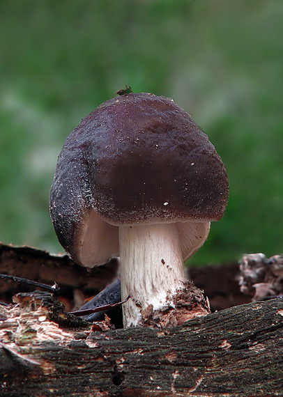 štítovka jelenia Pluteus cervinus (Schaeff.) P. Kumm.