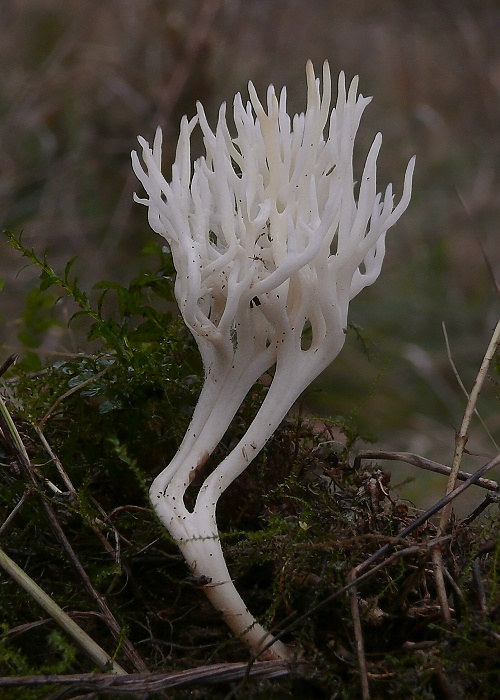 pastrapačka Ramariopsis kunzei (Fr.) Corner