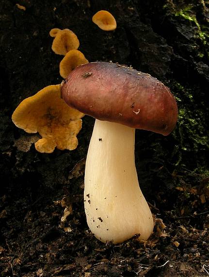 plávka Russula sp.