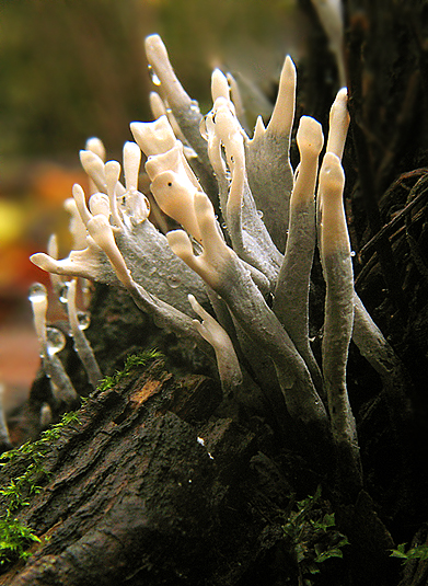 drevnatec parohatý Xylaria hypoxylon (L.) Grev.