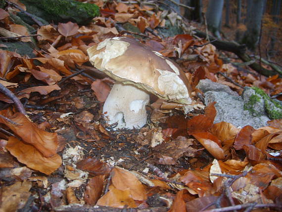 hríb smrekový boletus edulis Bull.