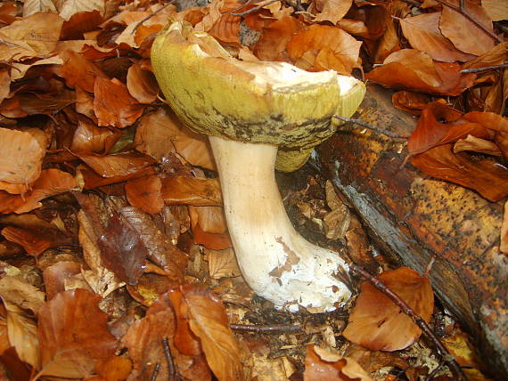 hríb smrekový boletus edulis Bull.