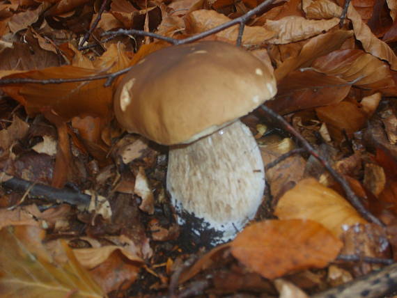 hríb smrekový boletus edulis Bull.