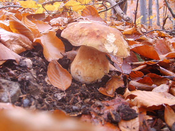 hríb sosnový boletus pinophilus Pil. et Dermek in Pil.