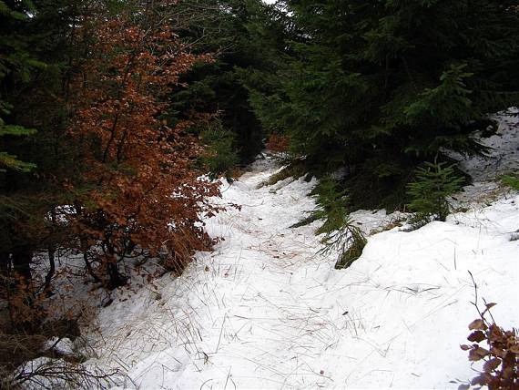 houbařská cestička