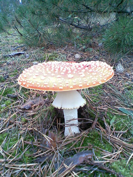 muchotrávka červená Amanita muscaria (L.) Lam.