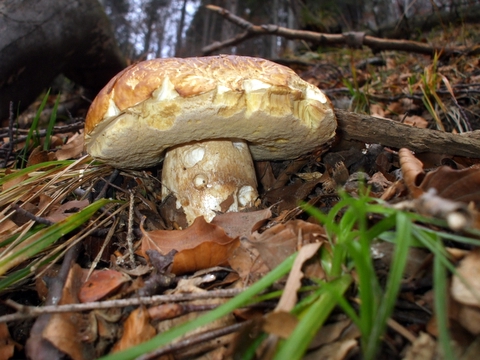 hríb smrekový Boletus edulis Bull.