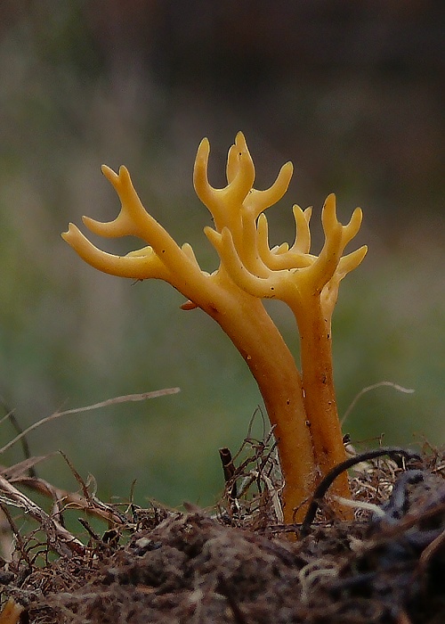 pakonárovka parôžkovitá Clavulinopsis corniculata (Schaeff.) Corner