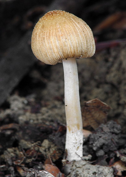 hnojník ligotavý Coprinellus micaceus (Bull.) Vilgalys, Hopple & Jacq. Johnson