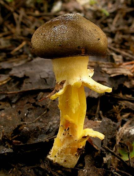 šťavnačka mrazová Hygrophorus hypothejus (Fr.) Fr.