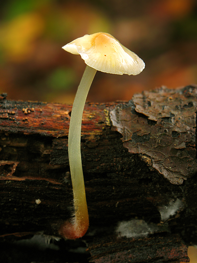 prilbička Mycena sp.