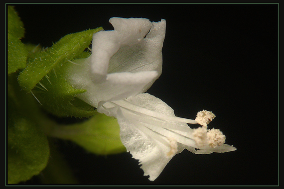 bazalka pravá Ocimum basilicum L.