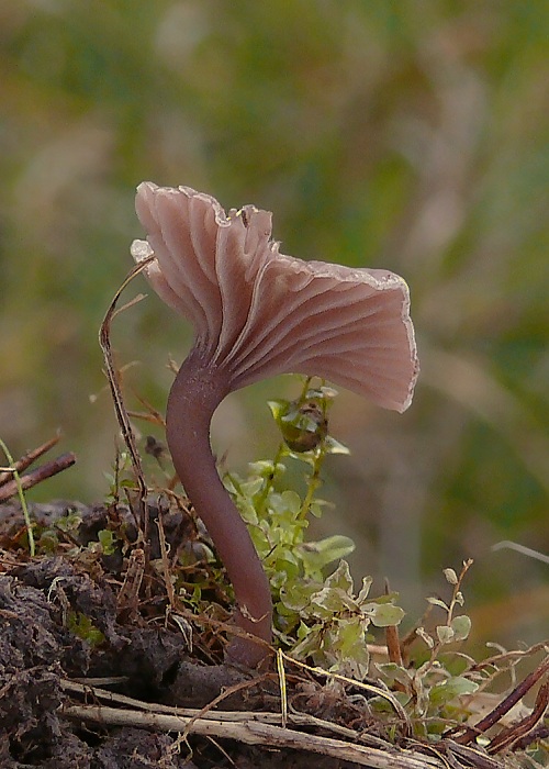 kalichovka Omphalina sp.