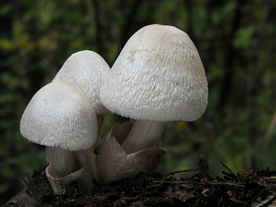 pošvovec stromový Volvariella bombycina (Schaeff.) Singer