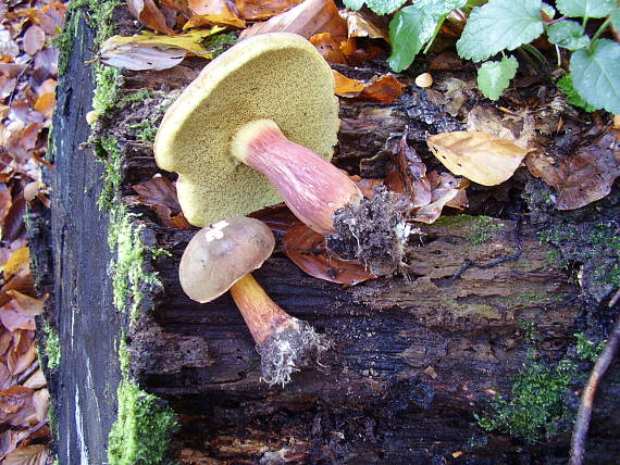 suchohríb Xerocomus sp.