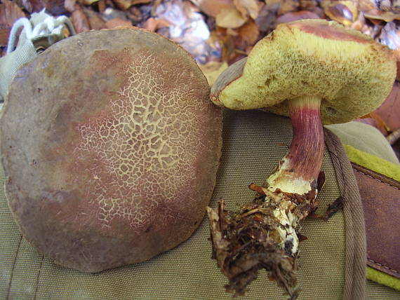 suchohríb Xerocomus sp.