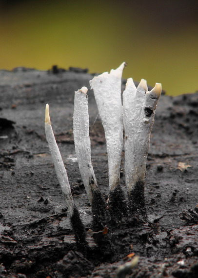 drevnatec parohatý Xylaria hypoxylon (L.) Grev.