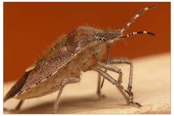 bzdocha sp.  (celad Pentatomidae)