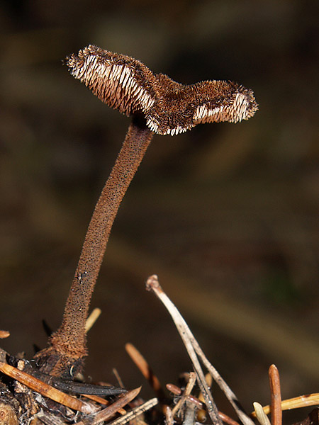 lopatovka obyčajná Auriscalpium vulgare Gray