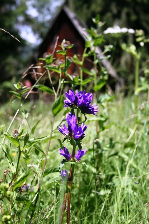 zvonček klbkatý Campanula glomerata agg. L.